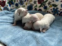 chłopcy - 1 tydzień